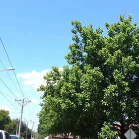 manejo de árvores